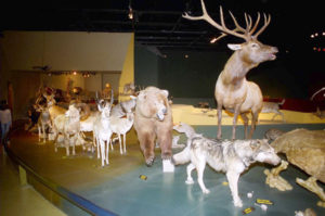 A virtual zoo of stuffed animals greets visitors as they enter the "Evolution and Biodiversity" exhibit at the Museum of the Desert in Saltillo.