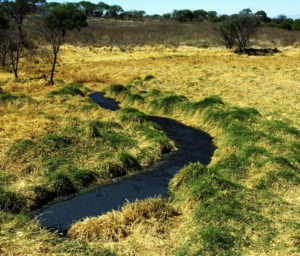 A river of black waste runs directly from the huge Tala, Jalisco sugar refinery into Lake La Vega and is killing many rare, endangered fish, such as Ameca splendens. © John Pint, 2009