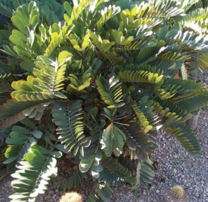 This plant tolerates the dry season and various soil conditions. In shade, zamia leaves grow further apart, as seen in this Mexican garden. © Linda Abbott Trapp 2007