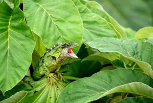 Cheerful lizards flourish during the rainy season along Mexico's tropical Nayarit Riviera © Christina Stobbs, 2011
