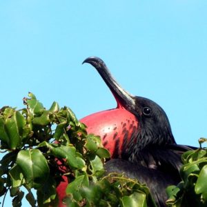 A proud frigate bird on Mexico's Isla Isabel says, 'This tree is my tree.' © John Pint, 2013