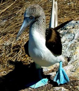 A blue-footed booby puts its best foot forward on Mexico's Isla Isabel off the Pacific coast © John Pint, 2013