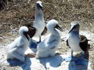 A family of blue-footed booby birds — with no predators to worry about, boobies make their nests on the ground at Isla Isabel © John Pint, 2013