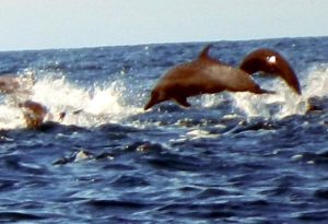 Dolphins putting on a grand show for visitors to Isla Isabel off the Pacific coast of Mexico © John Pint, 2013