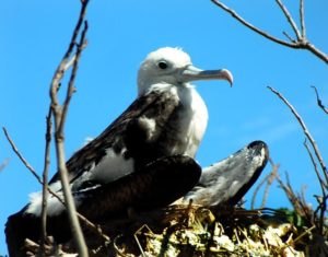 A frigate-bird chick on Isla Isabel. Some 42,000 birds live on the island, many nesting in low garlic-pear trees whose fruit is appreciated by birds but not by human beings © John Pint, 2013