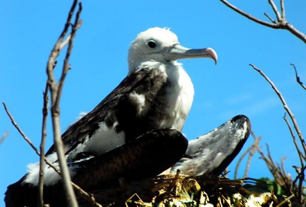 A frigate-bird chick on Isla Isabel. Some 42,000 birds live on the island, many nesting in low garlic-pear trees whose fruit is appreciated by birds but not by human beings © John Pint, 2013
