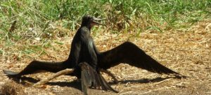 On Isla Isabel, many frigate birds can be seen spreading their wings and taking the sun, without fear of predators © John Pint, 2013