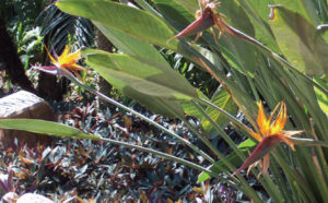 The bird of paradise plant flowers continuously throughout the year, with one orange flower emerging each day. Stems grow to several feet in height. These specimens were photographed near Puerto Vallarta. © Linda Abbott Trapp 2008