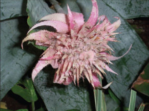 Some bromeliads produce berries, like this Aechmea trifasciata, photographed in Mexico. © Linda Abbott Trapp 2008