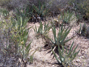 Magueys (agaves) of many types are harvested to produce mezcal, an alcoholic beverage very similar to tequila. Excessive, uncontrolled collection is one of the principal threats to these species.