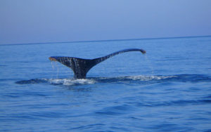 Whale watching is favorite activity along the Nayarit Riviera in Mexico. © Christina Stobbs, 2009