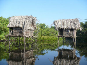 San Blas is located beside a swamp with jungle landscapes, mangroves, hundreds of birds and very large crocodiles. This iguana sits in a mangrove to enjoy the warm Mexican sunhine. © Christina Stobbs, 2009