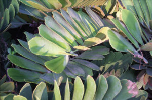 Zamia leaves are slightly fuzzy, and have a cardboard feel. All parts of the plant are poisonous and the seeds may be harmful to pets. © Linda Abbott Trapp 2007