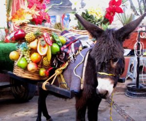 On December 12 on downtown Oaxaca, rows of donkeys with carts patiently wait as photo props © Tara Lowry, 2014