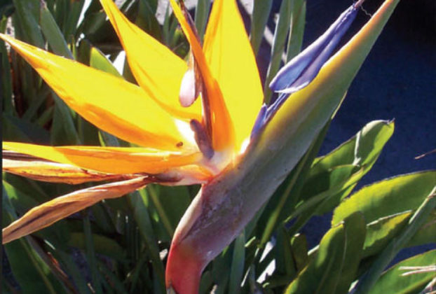 The flowers' bird-like appearance attracts birds, which helps with the spread of pollen. This is a perfect bird of paradise specimen, photographed in Mexico. © Linda Abbott Trapp 2008