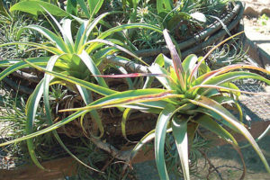Some bromeliads are true epiphytes, or air plants; others are terrestrial. In Mexico and elsewhere, they grow on rocks, beaches, on other plants, or in the forest understory. © Linda Abbott Trapp 2008