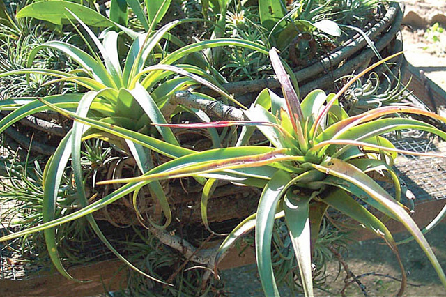 <p>Some bromeliads are true epiphytes, or air plants; others are terrestrial. In Mexico and elsewhere, they grow on rocks, beaches, on other plants, or in the forest understory. © Linda Abbott Trapp 2008</p>