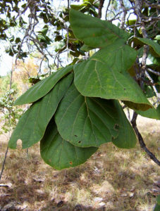 The "cucharón" receives its name from its large, spoon-like leaves.