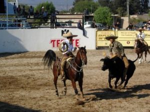 Riding a bucking bull. © Dale Hoyt Palfrey 2007