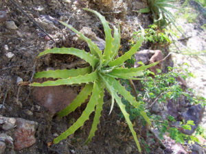 A hetchia grows in arid, low thorn forests on the western slope of the Sierra Madre Occidental.