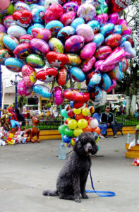 On Sunday, the plaza in Coatepec, Veracruz is bustling with acitivity. Milo is entranced by the balloon man, and poses for a photo.