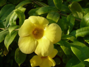 The allamanda, or golden trumpet, is one of many tropical flowers that flourish in La Peñita de Jaltemba on Mexico's Nayarit Riviera. © Christina Stobbs, 2009