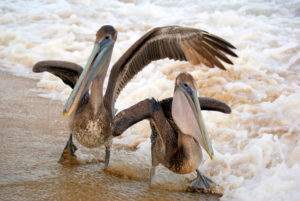 Gregarious brown pelicans hang out at the beach in Los Ayala, Mexico. © Christina Stobbs, 2011