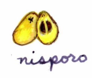 Níspero or loquat is a small oval yellow fruit with a slightly acidic pulp, ranging in color from white to yellow-orange. — Esta pequeña fruta con forma oval contiene una pulpa ligeramente ácida que varía de color de blanco a amarillo-anaranjado.