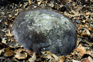 New Piedras Bola megaspherulites are being "born" every day as the soft layer of volcanic tuff in which they lie is weathered away. © John Pint, 2009