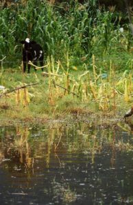 Lake Chapala: A season of hope - Sep 2003