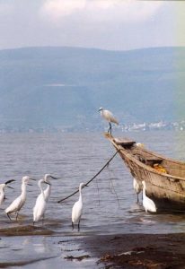 Lake Chapala: A season of hope - Sep 2003