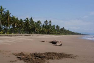 The portion of the coast where Playa Las Tortugas located is often referred to as Costa Tortuga — Turtle Coast — and, as the name implies, it is a specially designated area to protect endangered sea turtles. © Christina Stobbs, 2012