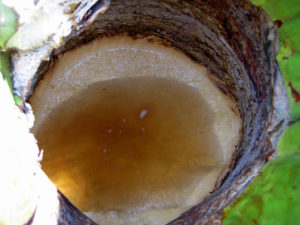 Aguamiel, or sap gathers in the heart of a maguey plant. It will be harvested to make pulque. © Julia Taylor, 2011