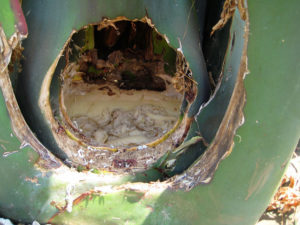 This hole has been prepared in the heart of a ripe maguey to stop the formation of the flower stalk. When it is time, the tlachiquero (who makes pulque) will return to scrape down farther and begin collection of sap. © Julia Taylor, 2011