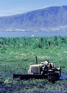 Lirio, Lake Chapala