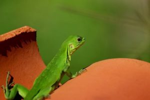 A small green lizard is one of tha many tropical creatures that bring their magic to Los Ayala on Mexico's Pacific coast. © Christina Stobbs, 2011