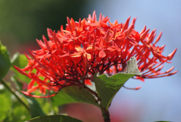 Mexican llamarada blossoms © Christina Stobbs, 2011