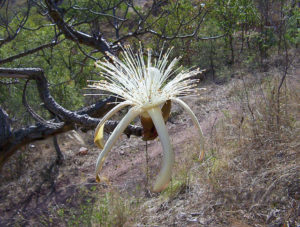 The flower of the pochote is spectacular, in the spring, on the lowest extremes of the western barrancas. This flower is common in the Indigenous Community of San Buenaventura.