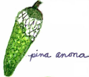 The fruit of an ornamental shrub native to Mexico and Guatemala, piña anona looks like a narrow, foot-long cucumber. — La piña anona es fruta de un arbusto nativo de México y Guatemala. Se parece a un pepino angosto y largo.