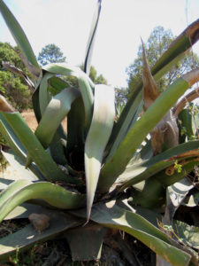 This maguey in Mexico is ripe and is being prepared for extraction of aguamiel, the sap from which pulque is made. © Julia Taylor, 2011