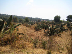 Not all fields in Don Jose's Mexico town are still being tended by the land owners. No young plants have been transplanted to refill the gaps in these rows of magueys. © Julia Taylor, 2011