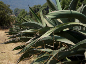 Essential for the production of pulque, rows of magueys in full cultivation like this are now rarely seen in Mexico. © Julia Taylor, 2011