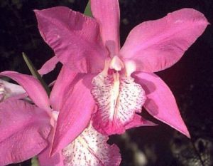 Orchids of Mexico