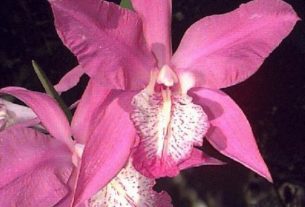 Orchids of Mexico