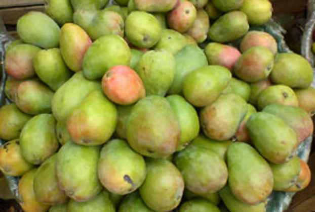Mexican mangos © Daniel Wheeler, 2009