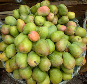 Mexican mangos © Daniel Wheeler, 2009