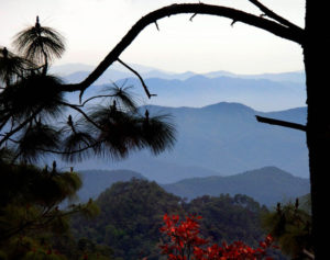 The view from Talpa'a Bosque de Maples, one of two ancient cloud forests found within the Magic Circle in west central Mexico. © John Pint, 2010