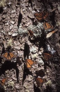 Butterflies like this overwinter in Michoacán. Images provided by SECTUR, Michoacán