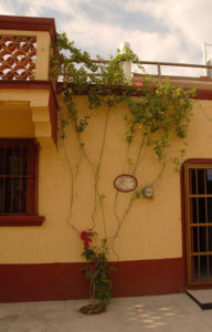 Well-tended fine trails along the ochre wall of a posh seafront home in the mexico town of Melaque, Jalisco. © Gerry Soroka, 2009