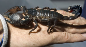 This emperor scorpion (Pandinus imperator) is one of many smuggled into Mexico illegally. As they are in danger of extinction, they were confiscated and given to Rodrigo Orozco for safekeeping (and, if you didn't know, they are not dangerous). © John Pint, 2011
